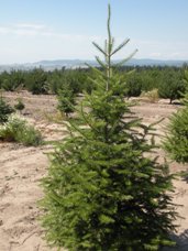 Subalpine Fir